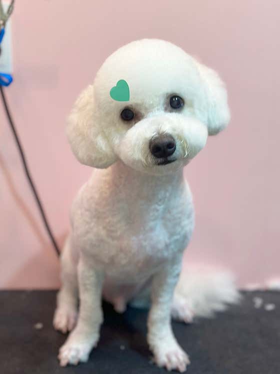 놀자멍멍아 · 네이버 지도·플레이스 7