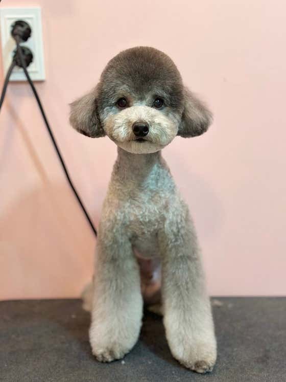 놀자멍멍아 · 네이버 지도·플레이스 9