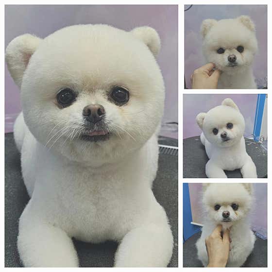 오늘도예쁘개 대표이미지