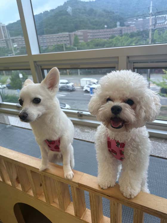 댕스라이프&댕스살롱 · 네이버 지도·플레이스 10