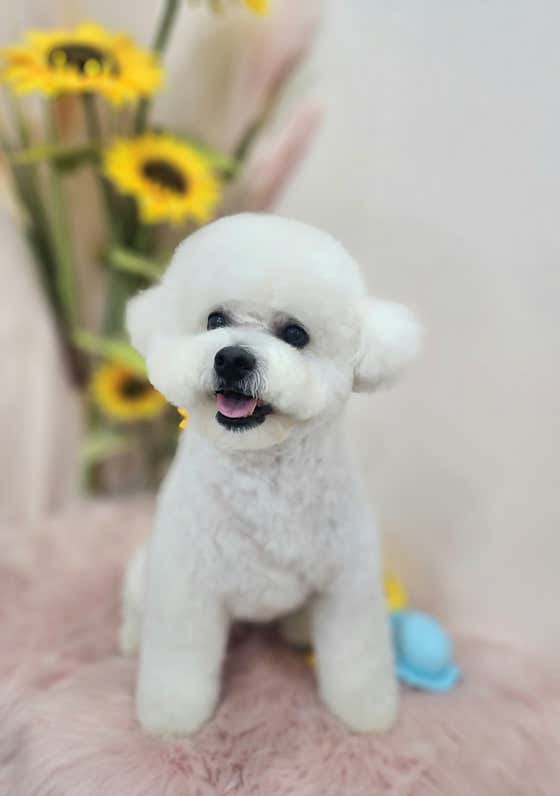 오늘도예쁘개