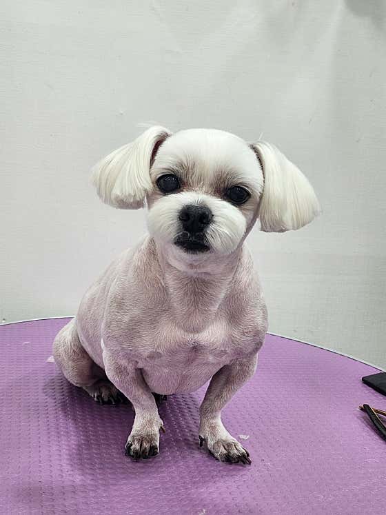 달달봄봄 애견미용 · 네이버 지도·플레이스 7