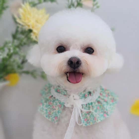 멍멍이 애견미용 · 네이버 지도·플레이스 7