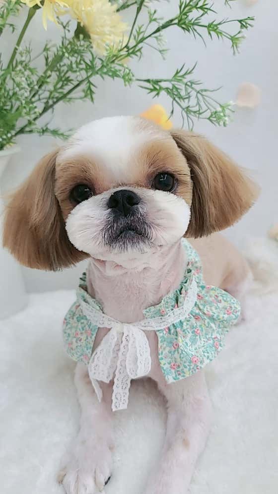 멍멍이 애견미용 · 네이버 지도·플레이스 2