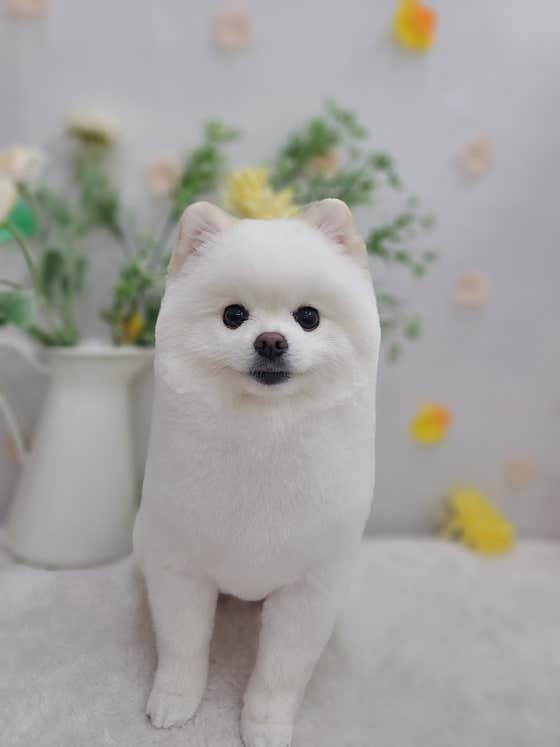 멍멍이 애견미용 · 네이버 지도·플레이스 9