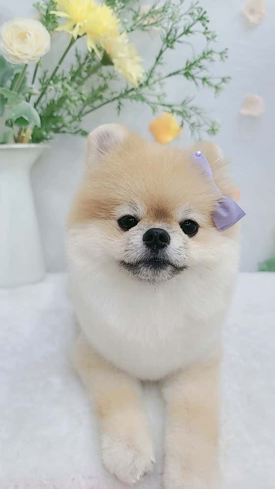 멍멍이 애견미용 · 네이버 지도·플레이스 10