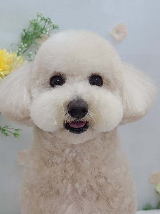 멍멍이 애견미용 · 네이버 지도·플레이스 3