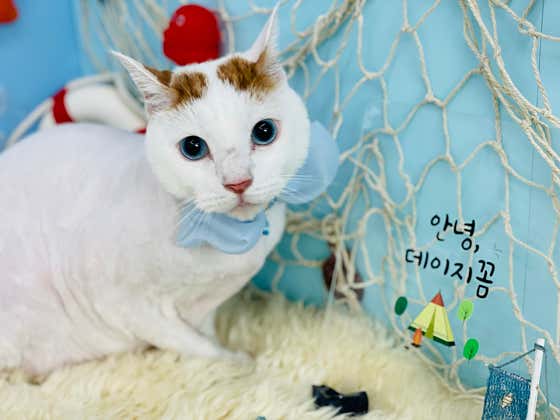 데이지꼼 · 네이버 지도·플레이스 8
