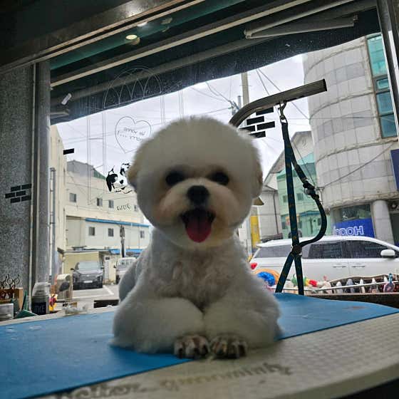 메이플스토리애견샵 · 네이버 지도·플레이스 8