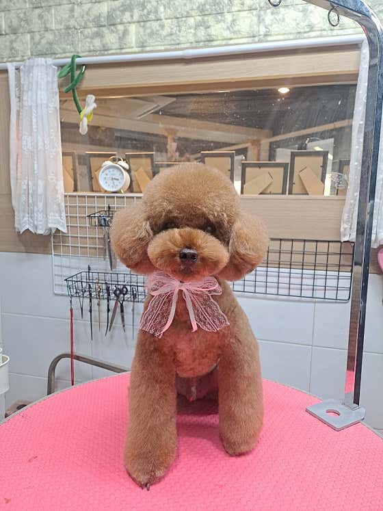 테라스애견미용실 · 네이버 지도·플레이스 9
