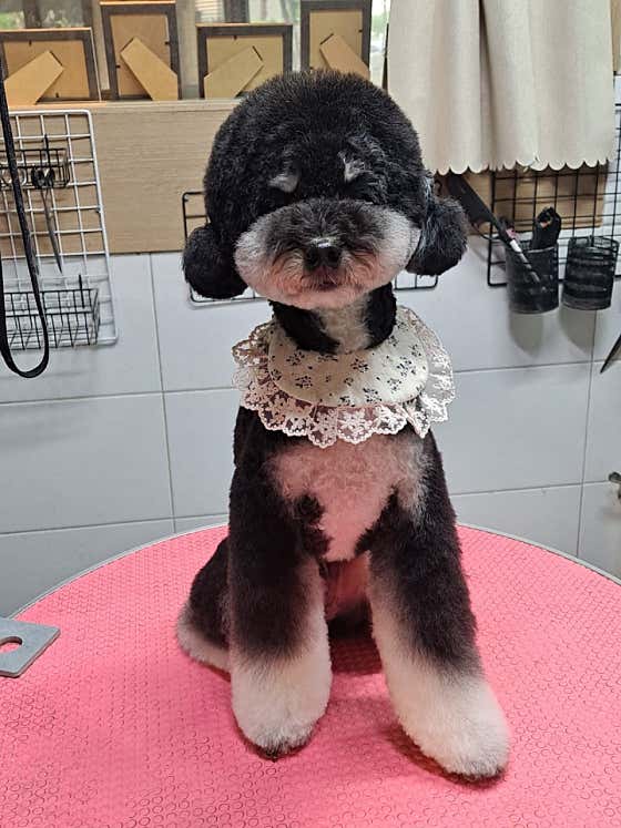 테라스애견미용실 · 네이버 지도·플레이스 10
