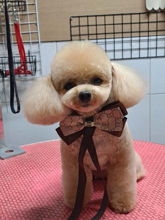 테라스애견미용실 · 네이버 지도·플레이스 8