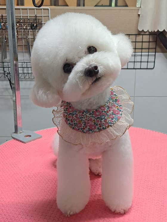 테라스애견미용실 · 네이버 지도·플레이스 6