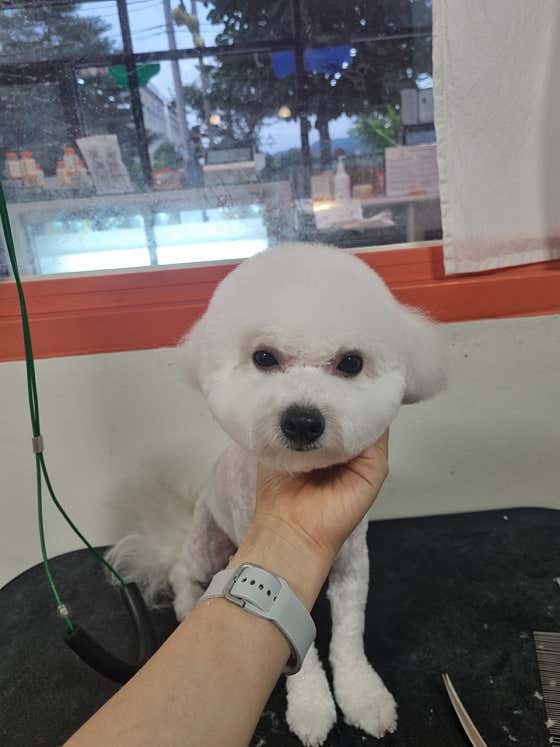 몽쉘몽봉 · 네이버 지도·플레이스 4