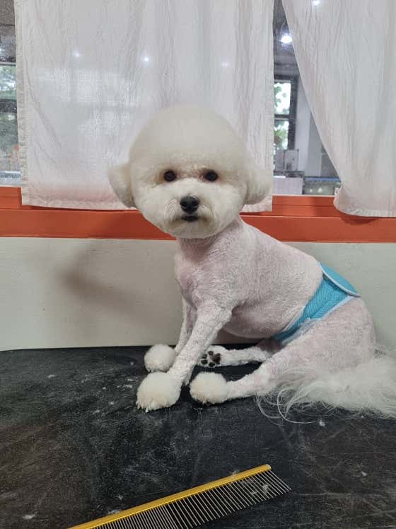 몽쉘몽봉 · 네이버 지도·플레이스 6
