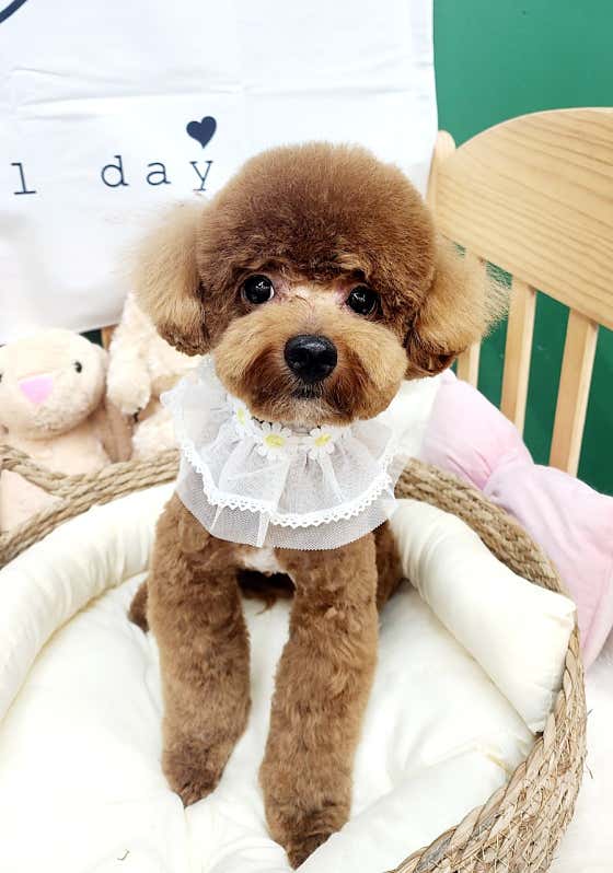 쇼룸 펫뷰티샵 · 네이버 지도·플레이스 3