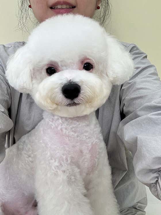 차차펫살롱 · 네이버 지도·플레이스 7