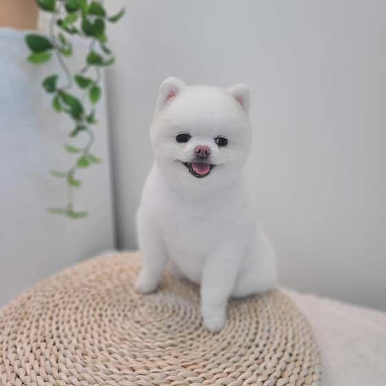 퍼피로 대표이미지