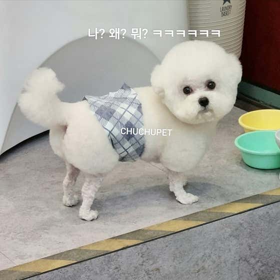 츄츄펫 · 네이버 지도·플레이스 4