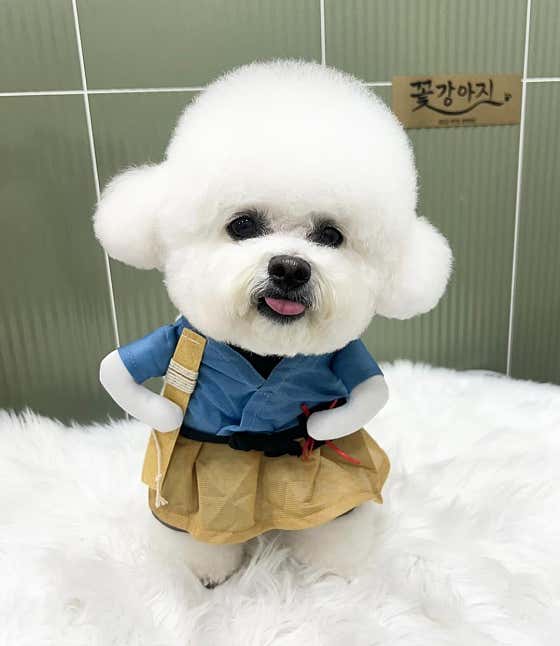 꽃강아지 · 네이버 지도·플레이스 6