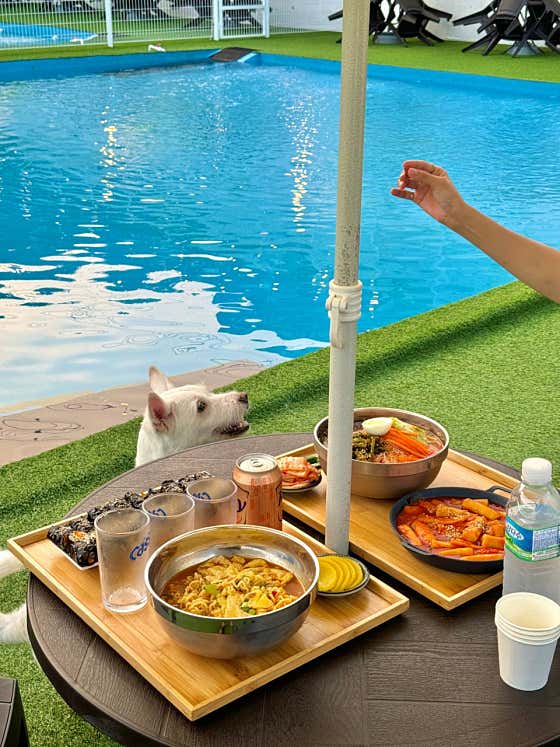 도그플레이풀&셀프바베큐 · 네이버 지도·플레이스 5