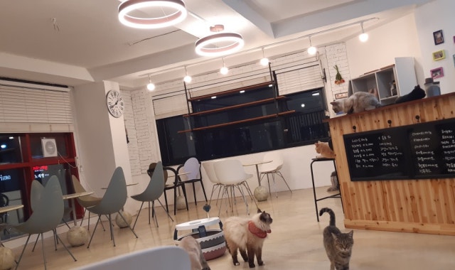 커피타는고양이 대표 사진