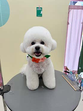 차차펫살롱