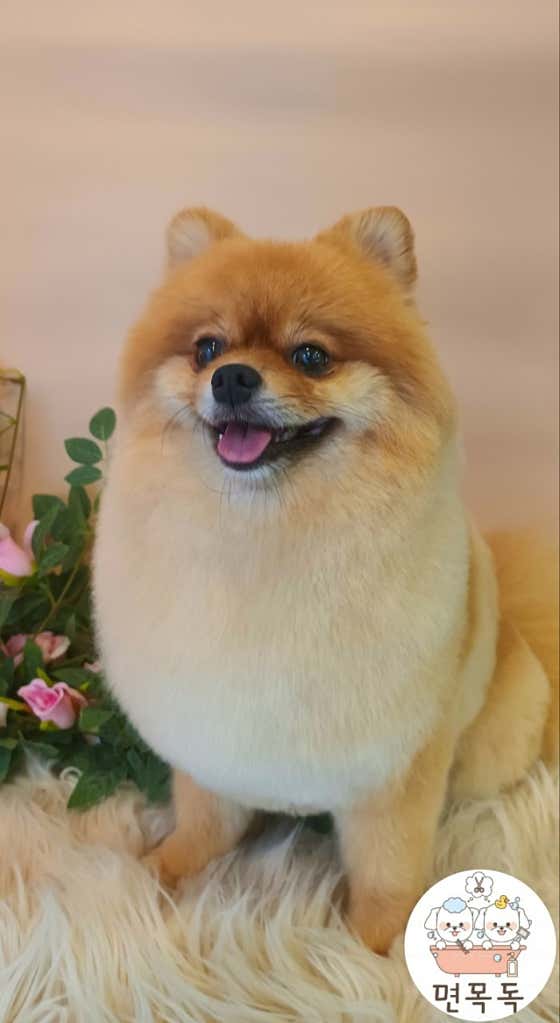 면목독 애견미용실 · 네이버 지도·플레이스 9