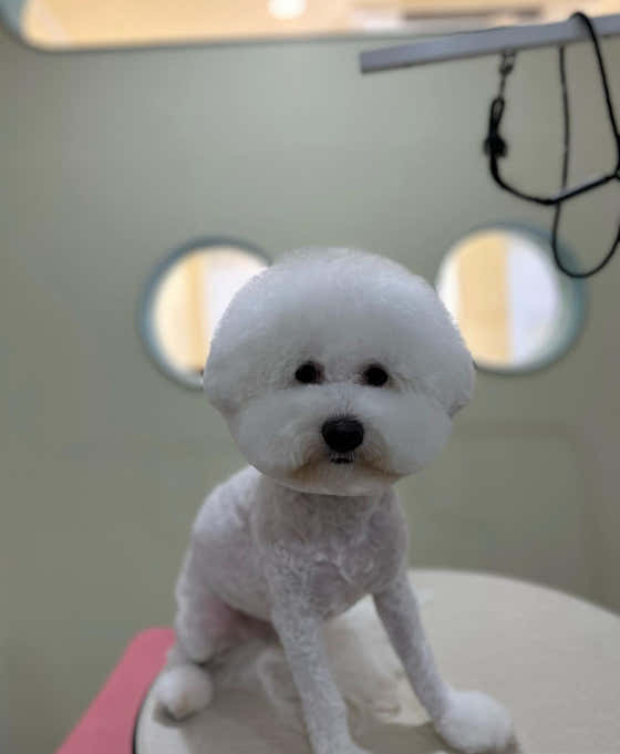 커먼독 · 네이버 지도·플레이스 5