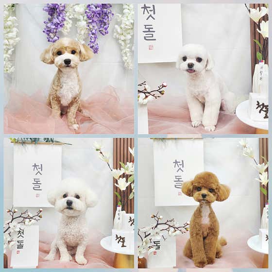 이번생은 댕댕이