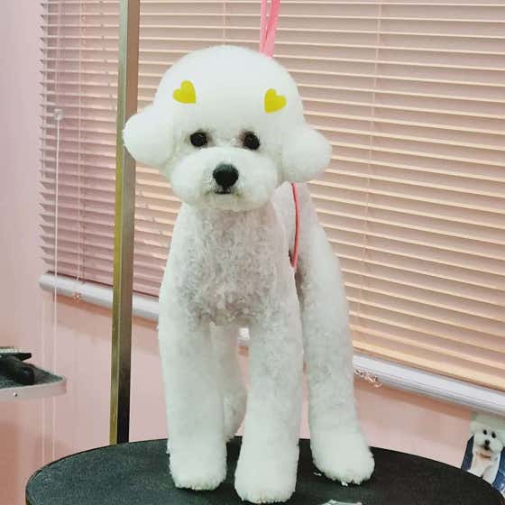 아이그루밍 대표이미지