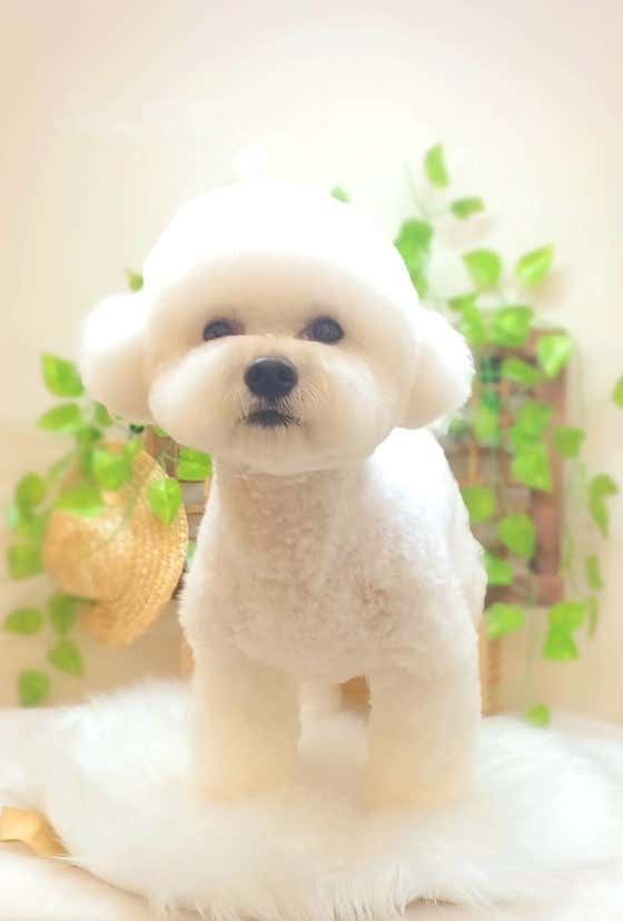 메리몰펫샵 율하점 · 네이버 지도·플레이스 4