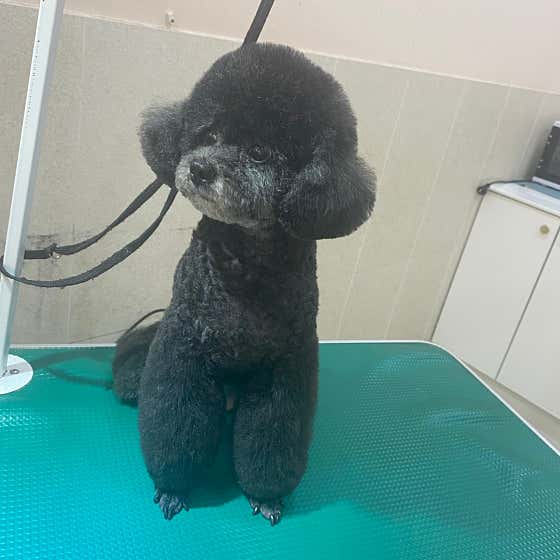 퍼피샬롱 · 네이버 지도·플레이스 8