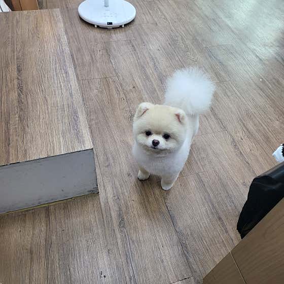 이뻐질개애견미용실 · 네이버 지도·플레이스 5
