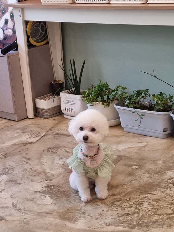 폼나개반려견미용샵