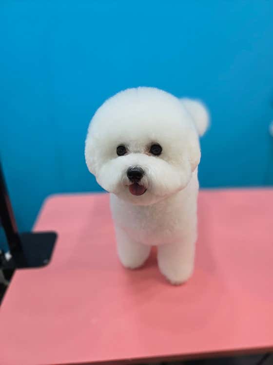 슈블리펫살롱 · 네이버 지도·플레이스 6