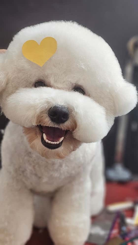 더스마일독
