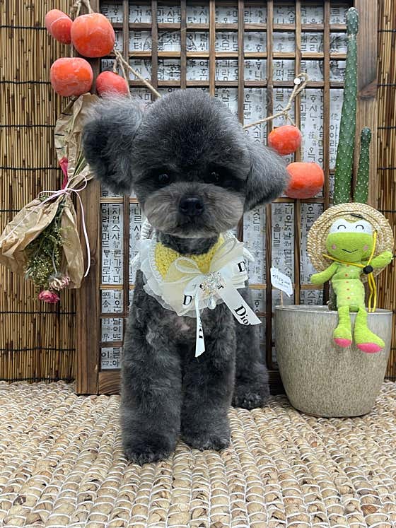 누구보다 소중하개 · 네이버 지도·플레이스 10
