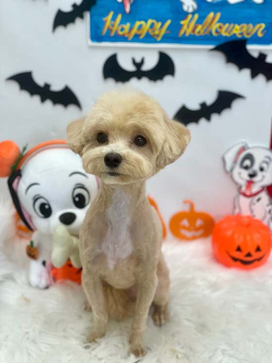 포브펫살롱 · 네이버 지도·플레이스 5