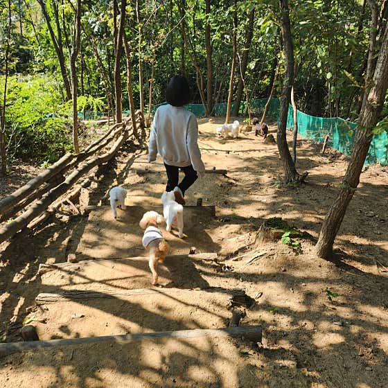 오독오독반려견유치원 · 네이버 지도·플레이스 8