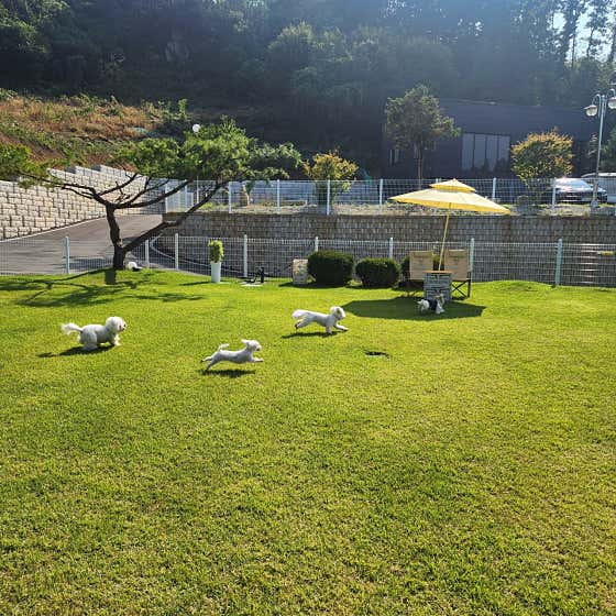 오독오독반려견유치원 · 네이버 지도·플레이스 9