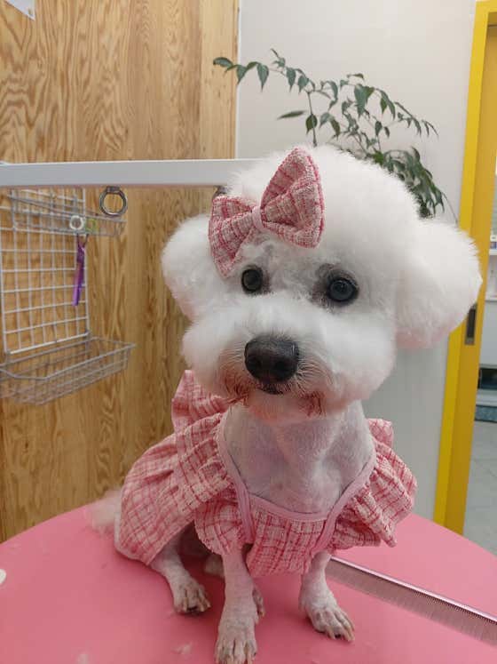 펫츠 아일랜드 진주혁신점 · 네이버 지도·플레이스 2
