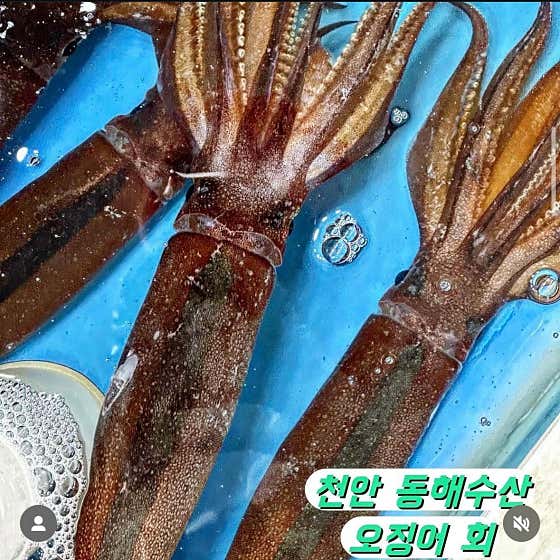 산오징어 메뉴 사진(네이버)