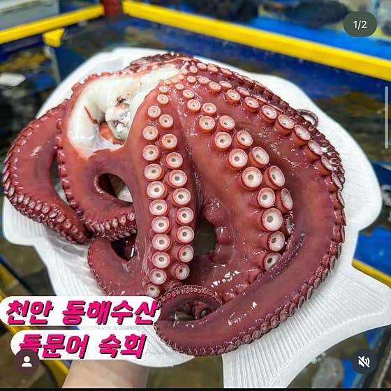 돌문어 메뉴 사진(네이버)