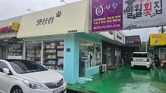 펫상점