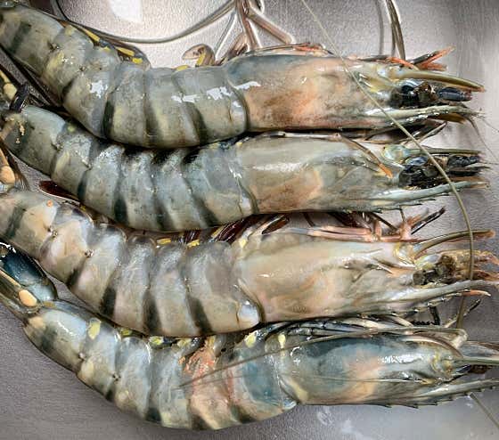 블랙타이거새우 4마리 메뉴 사진(네이버)
