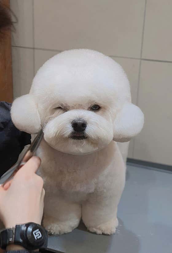 헬로멍멍 · 네이버 지도·플레이스 6