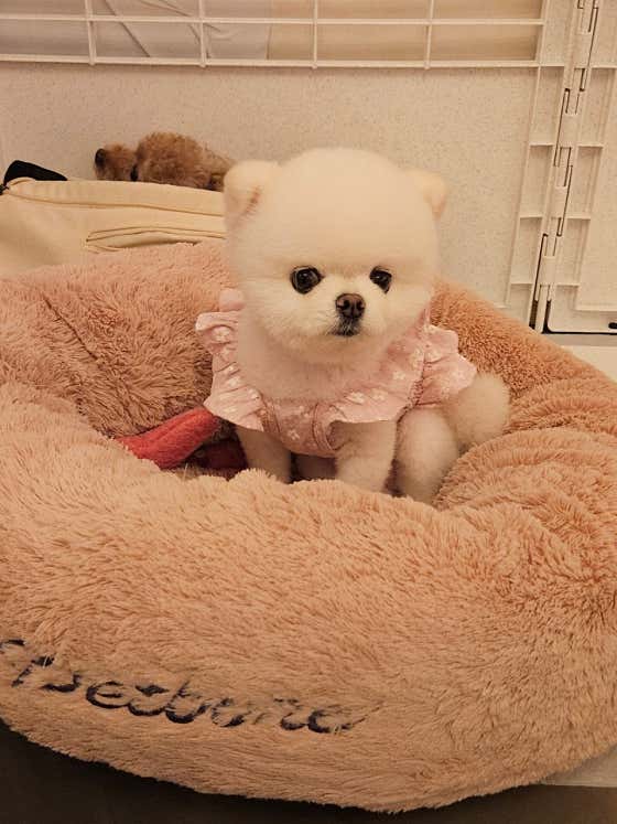 강아지클럽 · 네이버 지도·플레이스 8