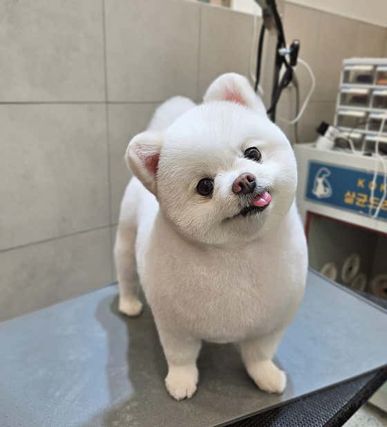 헬로멍멍 · 네이버 지도·플레이스 3