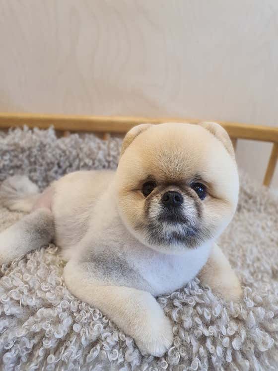 헬로멍멍 · 네이버 지도·플레이스 10